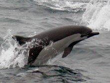 delfin-comun1